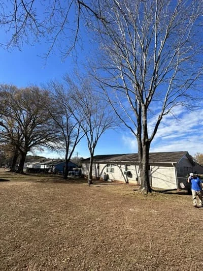 Cleared residential lot with tree stumps and bare ground after large tree removal