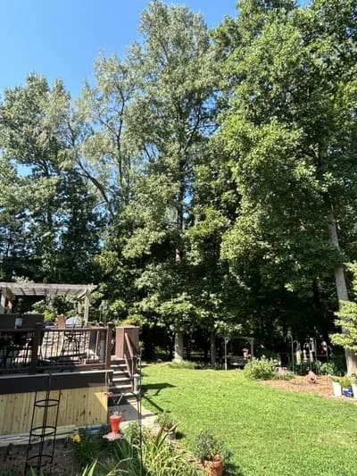 Mature trees with pruned canopies in residential yard with manicured lawn and deck