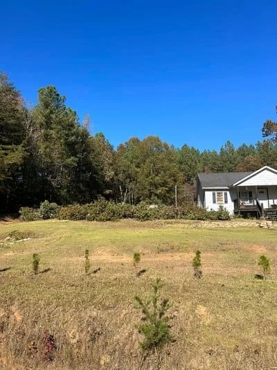 Young evergreen trees planted in cleared residential yard with mature forest backdrop