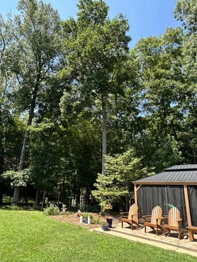 Cleared lawn with mature trees and wooden structure with metal roof on wooded property