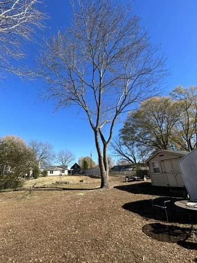 Cleared residential lot with tree stump removal, bare ground, and surrounding trees