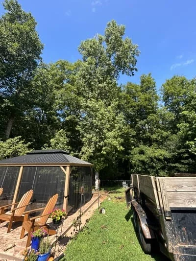 Cleared backyard with mature trees, wooden structures, and open grass area after tree removal