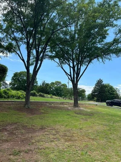 Mulched tree bases with fresh brown mulch around two large mature trees in lawn